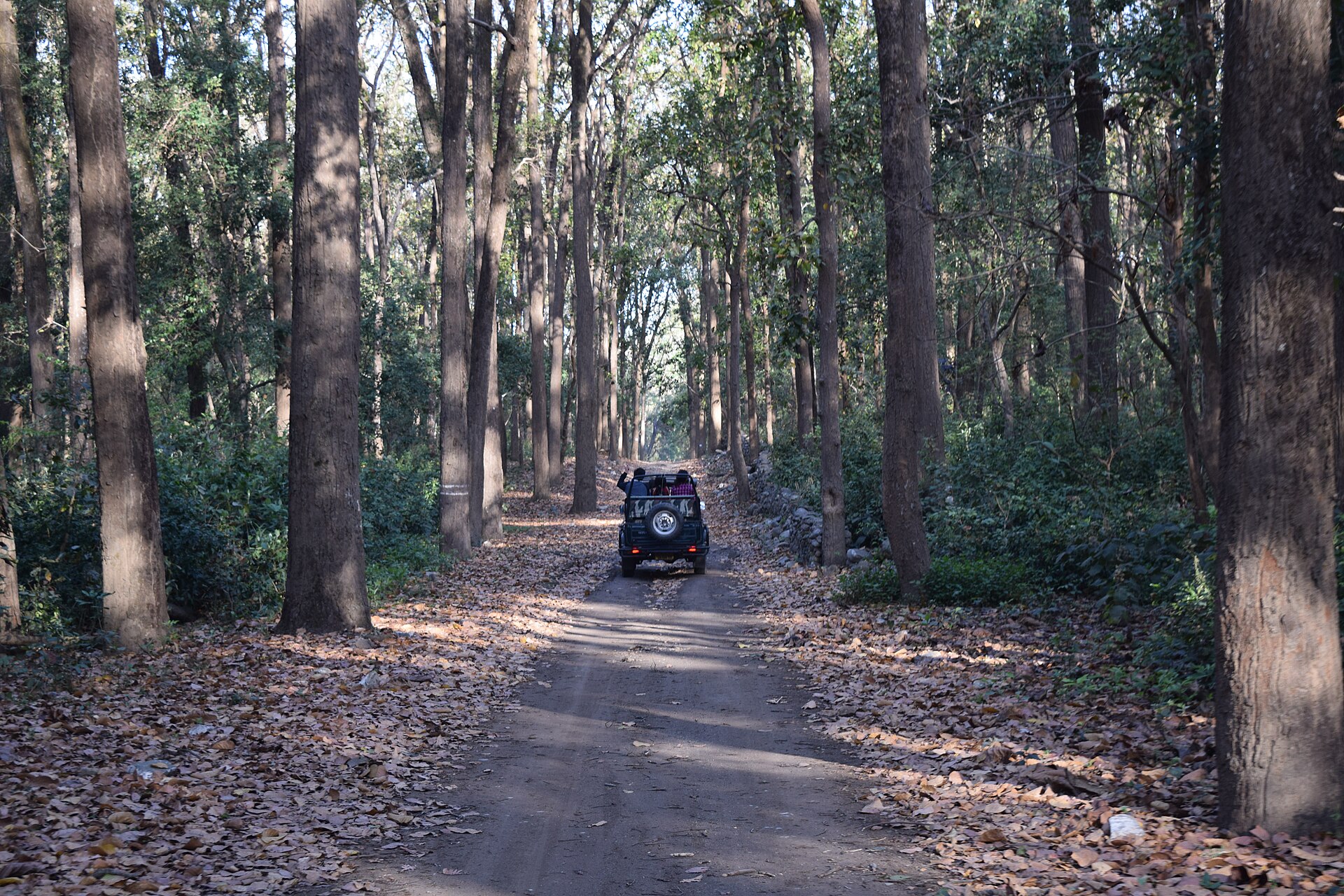 Safari jeep on a forest trail in Corbett