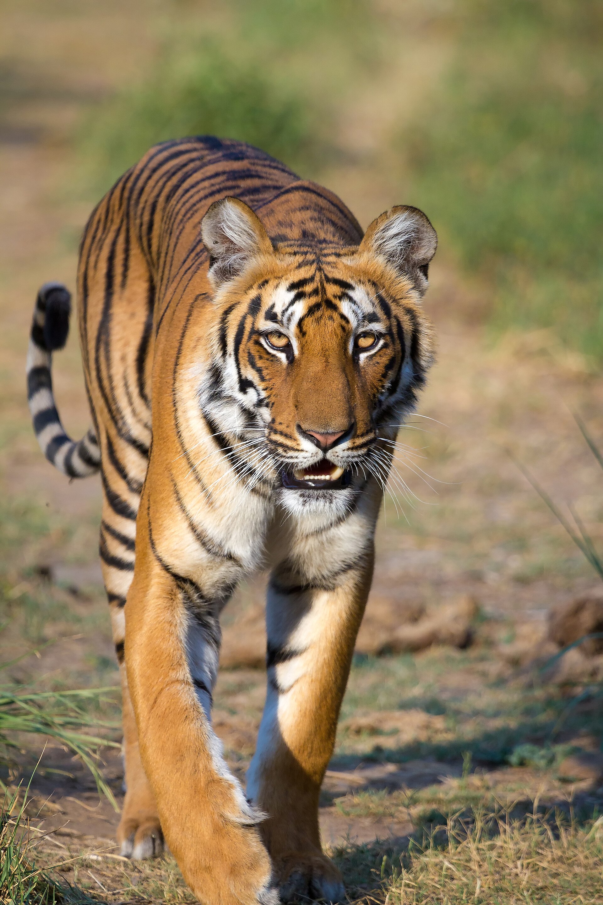 Bengal tiger in Jim Corbett sal forest