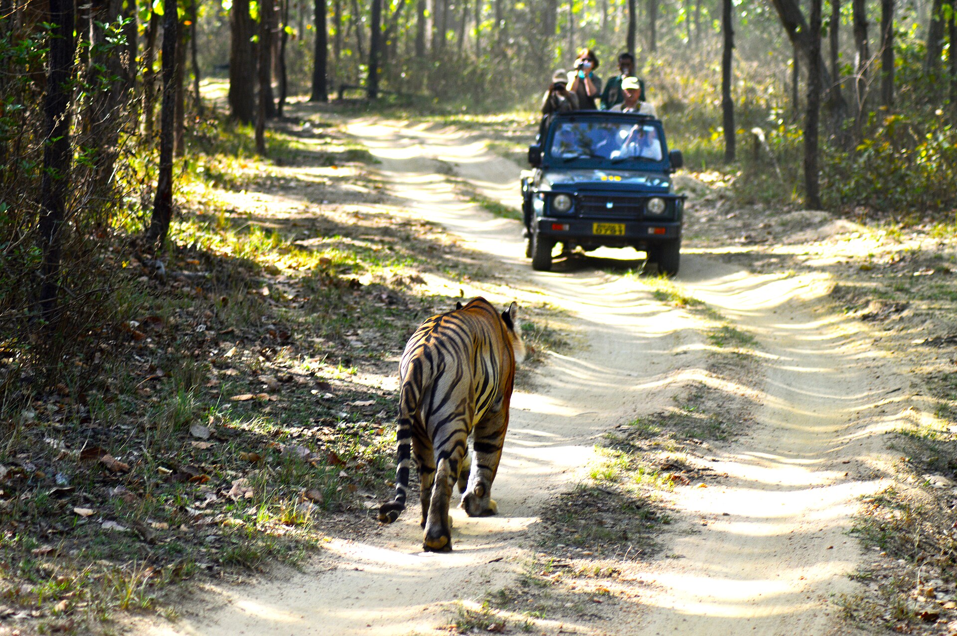 Safari gypsy on a Kanha forest trail