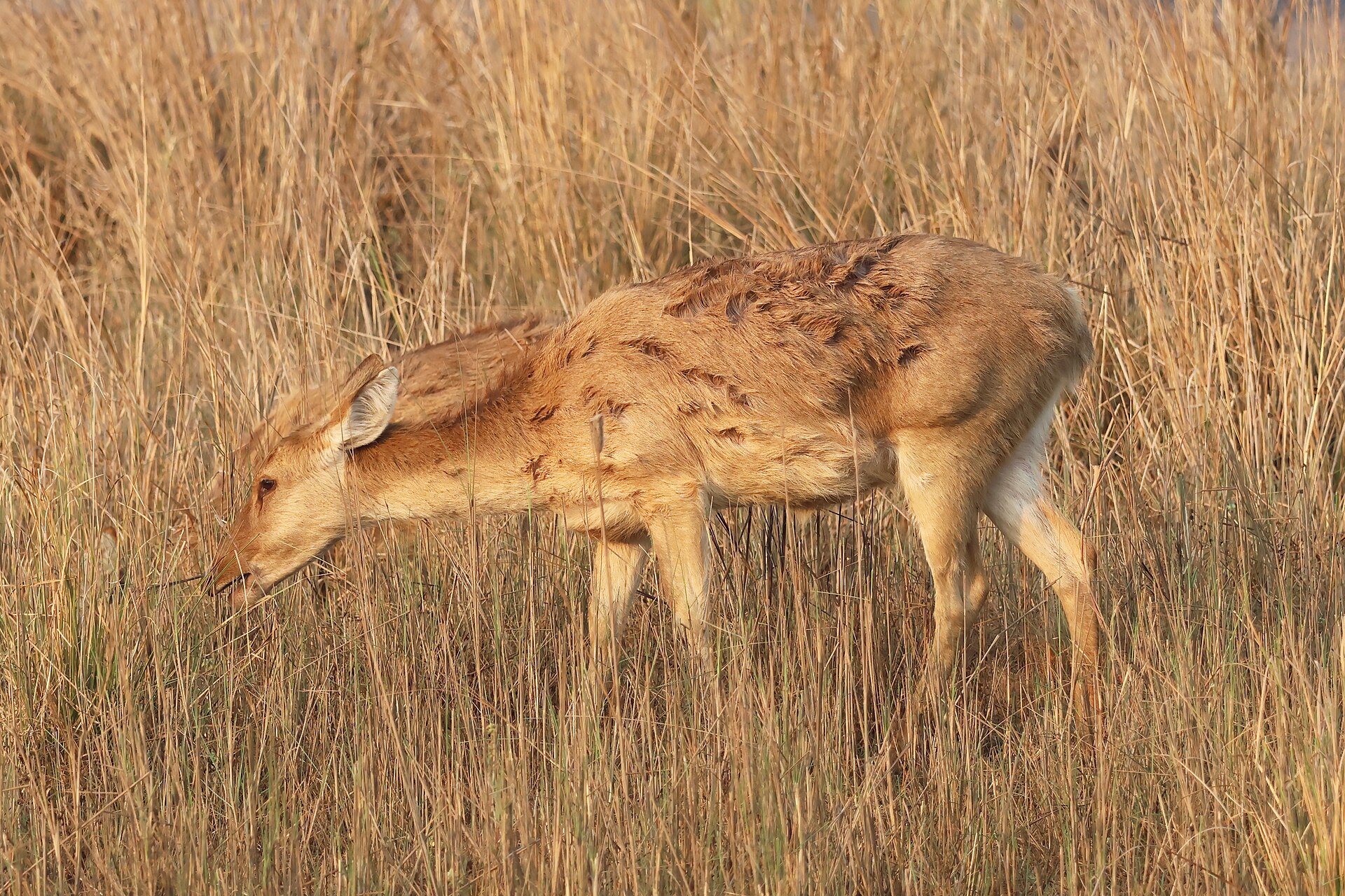 Barasingha herd in Kanha's golden meadow at dawn