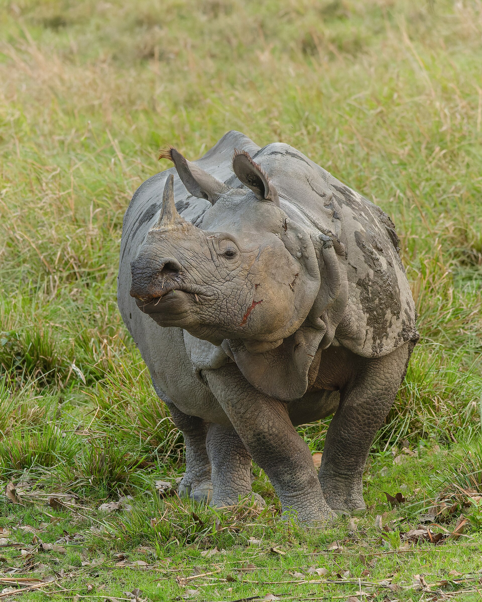 Indian One-Horned Rhinoceros grazing in Kaziranga grasslands