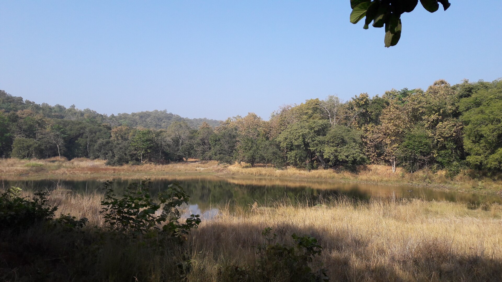 Safari gypsy on a teak forest trail in Pench