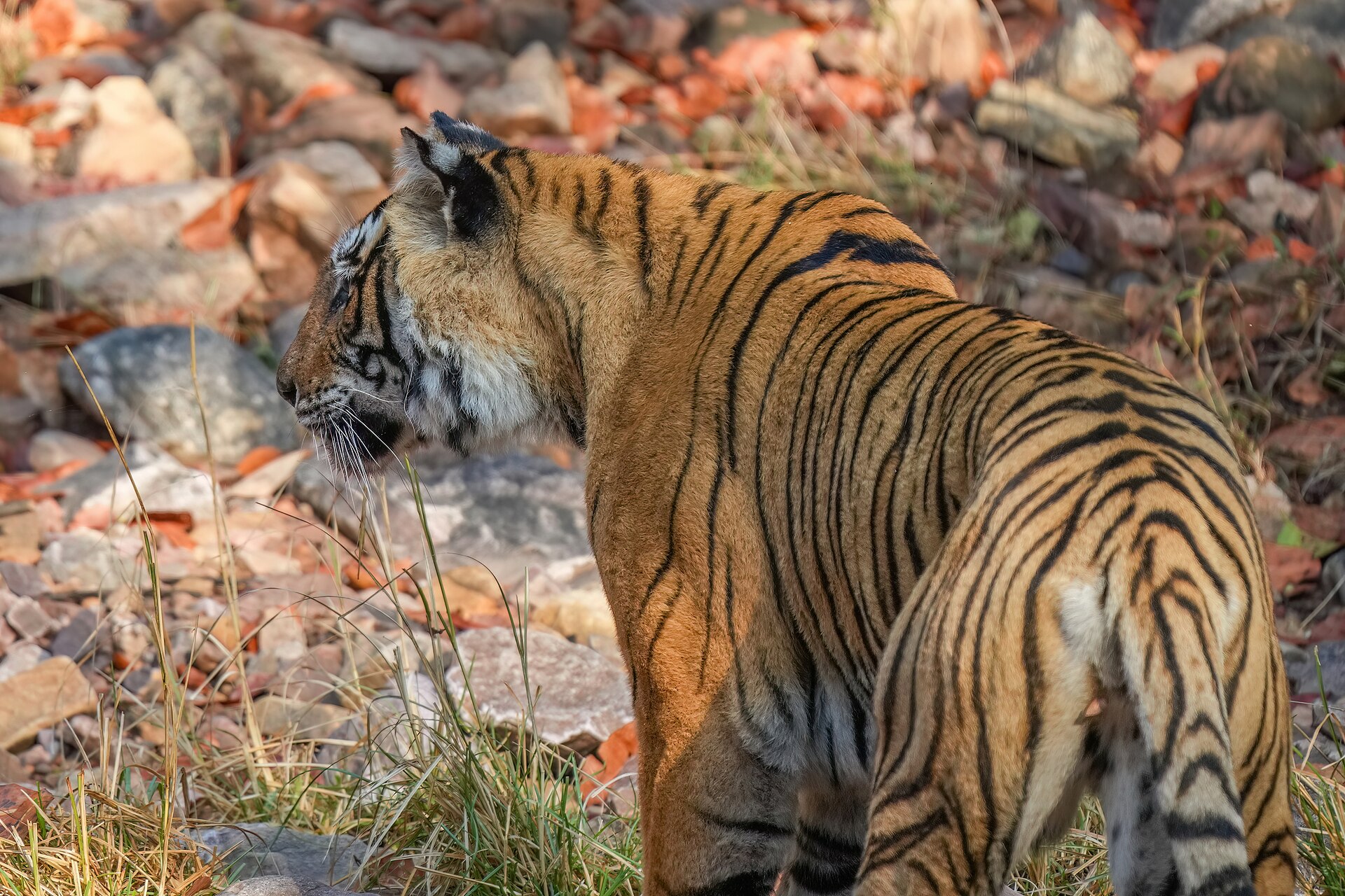 Royal Bengal Tiger spotted near Ranthambore Fort ruins