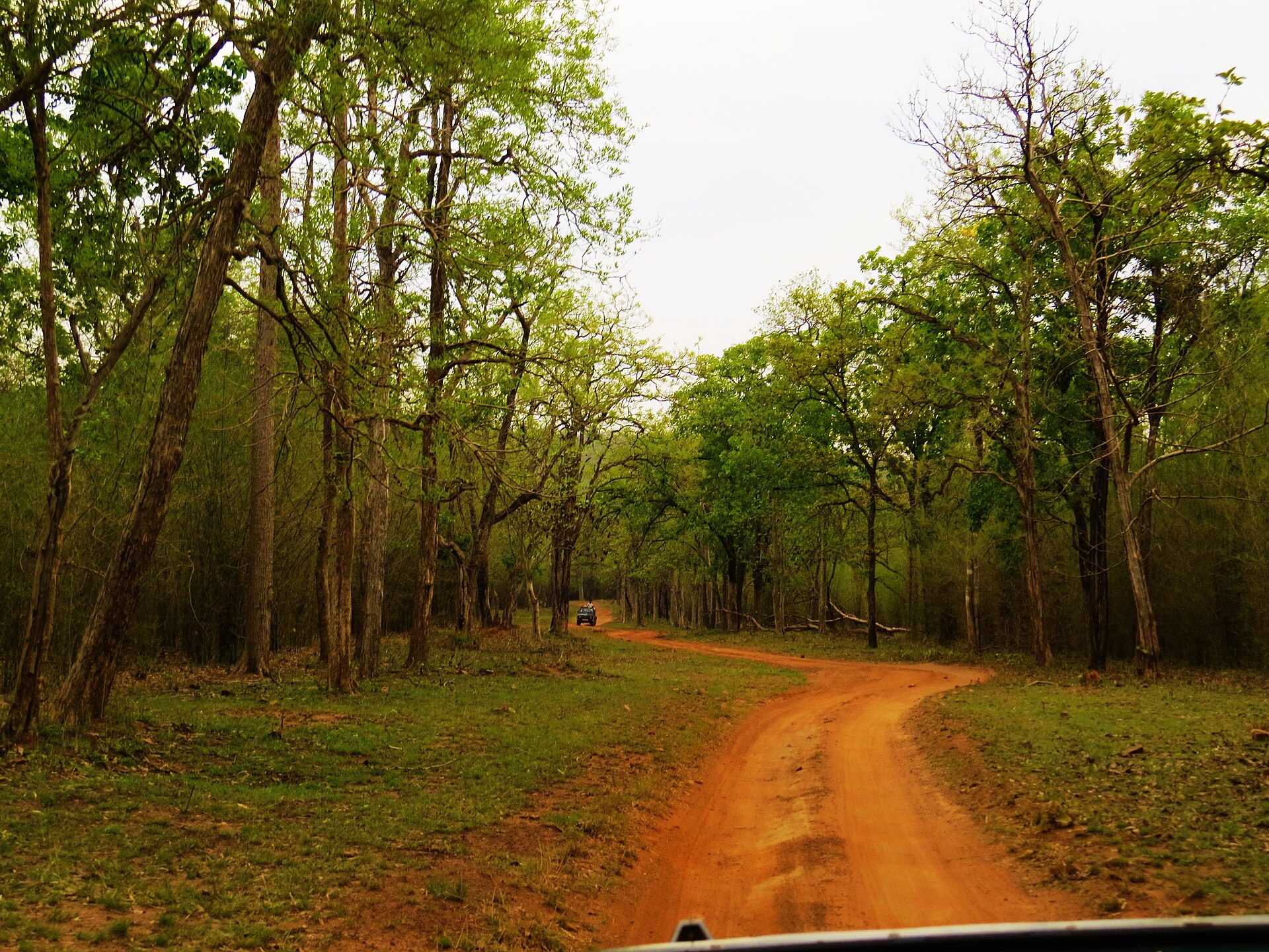 Safari jeep moving through forest