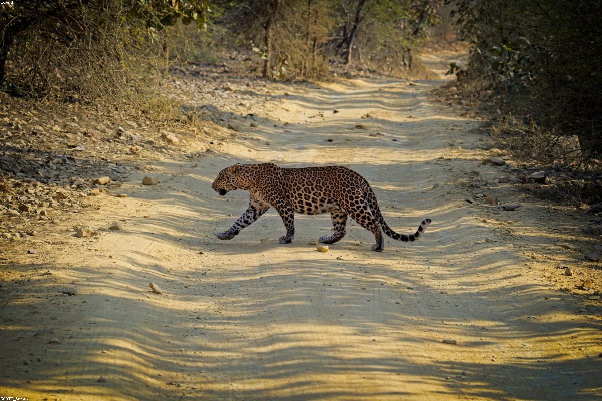 Core Zone Safari Package in Tadoba National Park