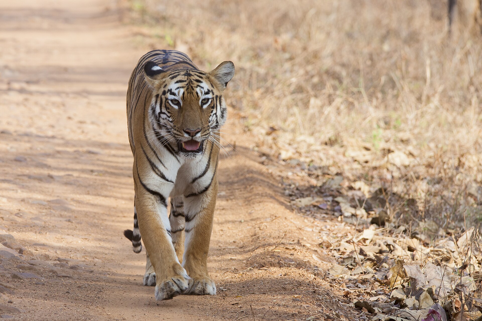 Wildlife safari