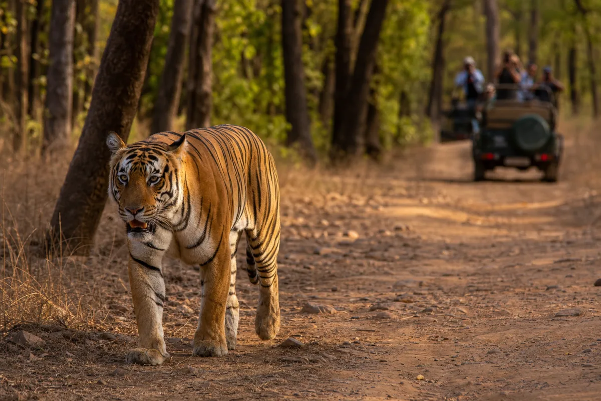 Core Zone Safari in Tadoba National Park