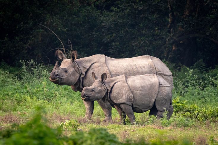 Kaziranga National Park forest and wildlife safari experience. — Kaziranga National Park