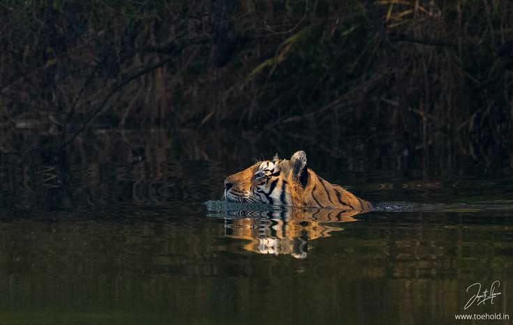 Jungle trail and safari route at Pench National Park. — Pench National Park
