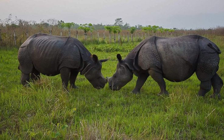 Jungle trail and safari route at Kaziranga National Park. — Kaziranga National Park