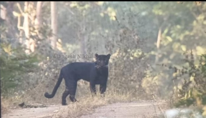 Jungle trail and safari route at Kanha National Park. — Kanha National Park