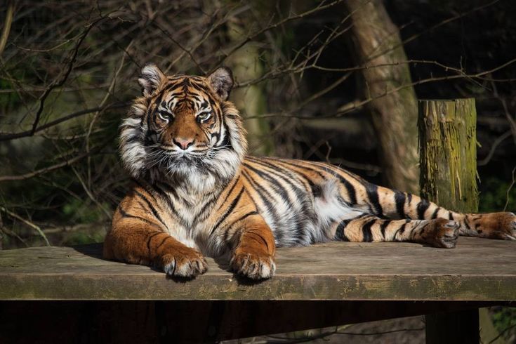 Tadoba National Park wildlife safari