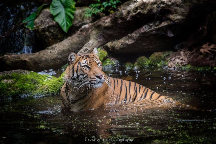 Tadoba National Park safari landscape