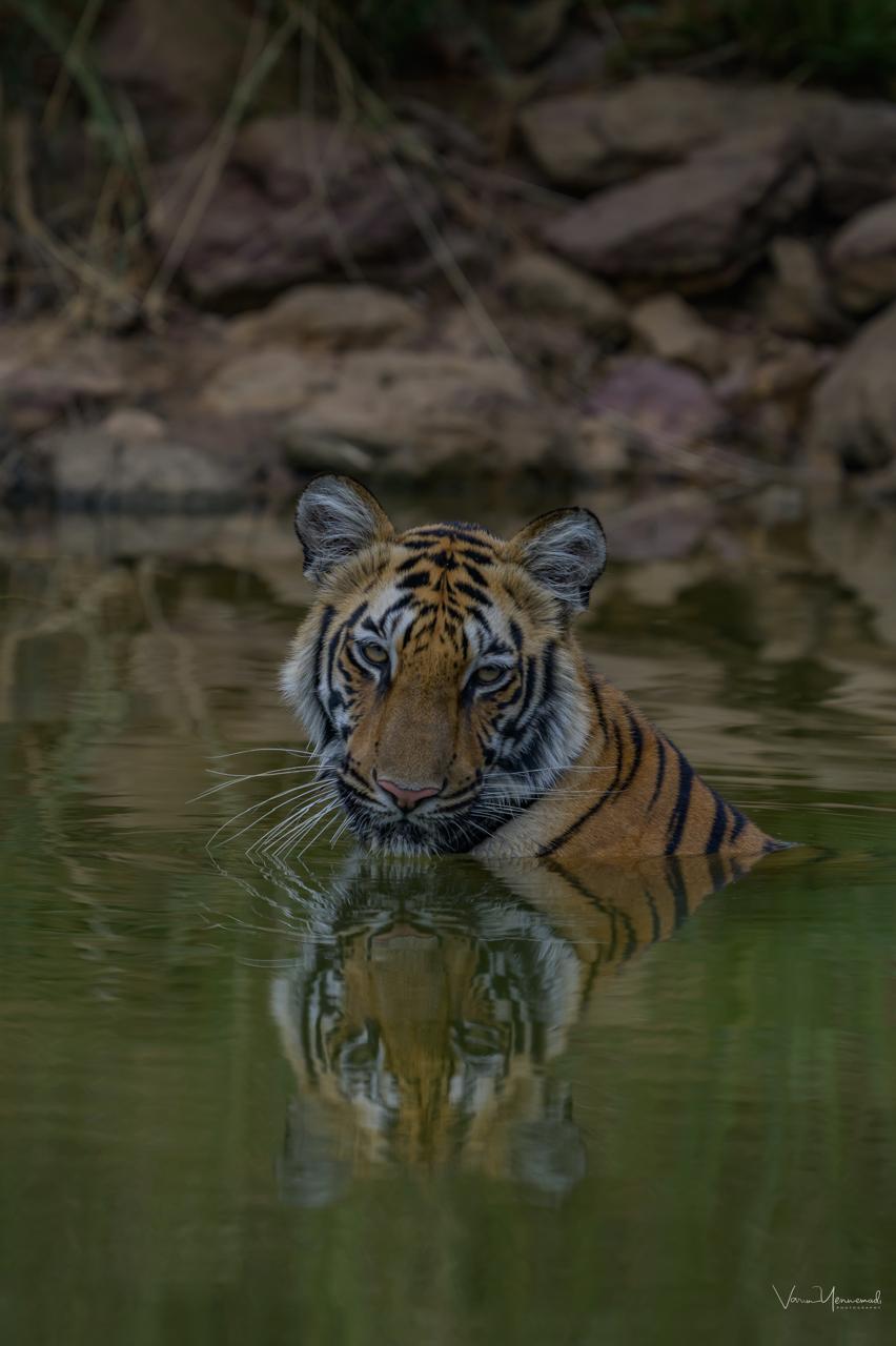 Jim Corbett National Park forest and wildlife safari experience. — Jim Corbett National Park