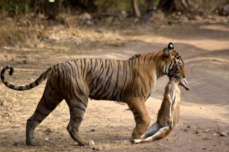 Tadoba National Park jungle trail