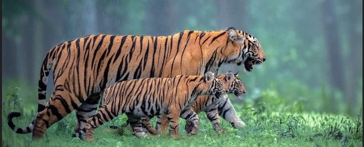 Wildlife safari route inside Jim Corbett National Park. — Jim Corbett National Park