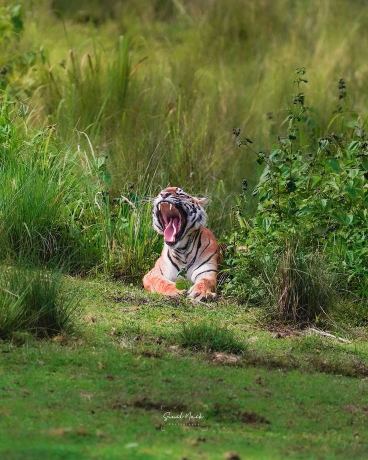 Wildlife safari route inside Kanha National Park. — Kanha National Park