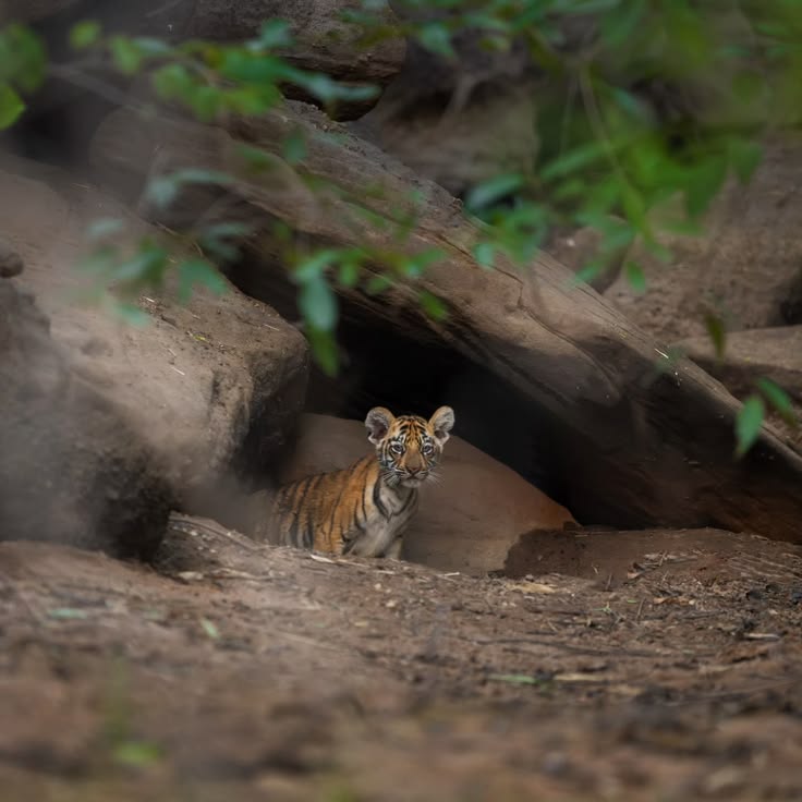 Kanha National Park forest and wildlife safari experience. — Kanha National Park