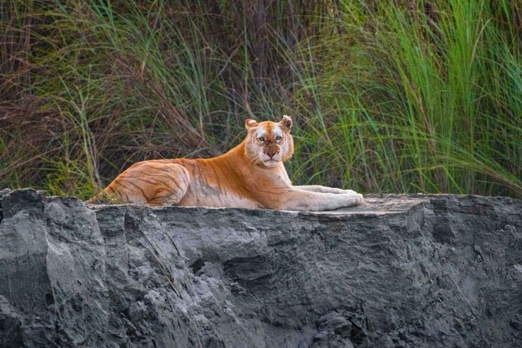 Wildlife safari route inside Kaziranga National Park. — Kaziranga National Park